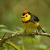 Lesnacek obojkovy - Myioborus torquatus - Collared Redstart Whitestart 8821